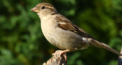 European birds in sharp decline, study reveals