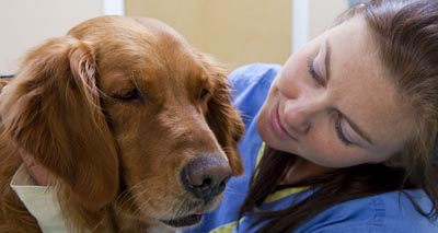 Ninety per cent of vets fear antibiotic resistance