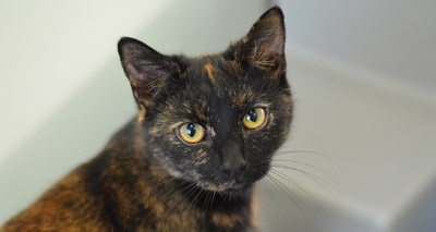 One in five mistake friendly felines for missing moggies