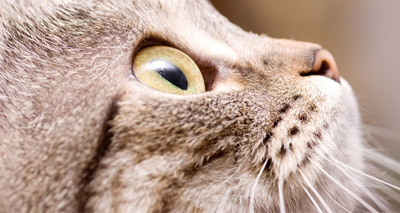 Fifty cats euthanised after rabies case