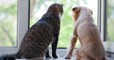Pets and Ebola: what are the risks?