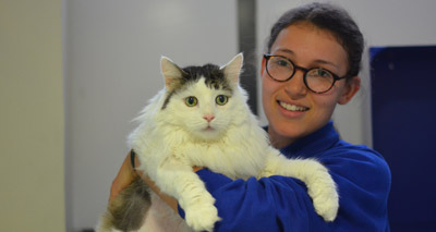 Battersea's fattest ever cat begins Christmas diet
