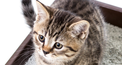New litter tray monitors cat health