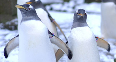 John Lewis advert inspired by Edinburgh Zoo penguins