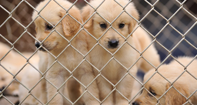 Widespread abuse of Pet Travel Scheme exposed