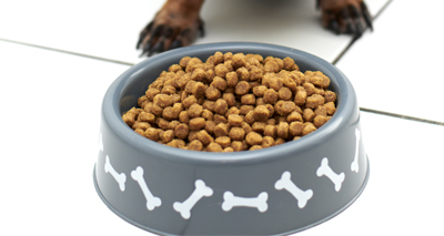 Drug added to pet food may extend lifespan