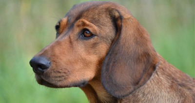Distemper case prompts pet travel warning