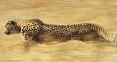 Humans responsible for falling cheetah numbers, study suggests