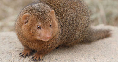 Sentinel mongooses adjust decisions according to danger level