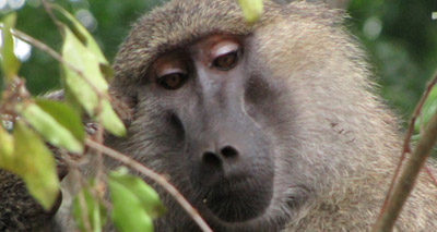 Baboons build on the work of others, study reveals