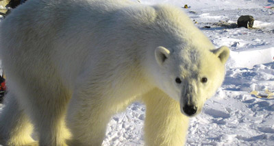 Polar bears to benefit from greater international protection