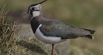 New hope for threatened lapwing