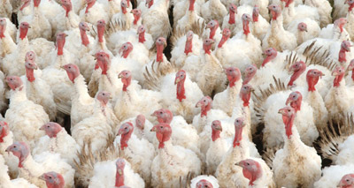 Avian Flu: further outbreaks reported