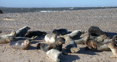 Pioneering filming techniques to capture Blakeney seals