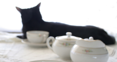 Cat café to open in Scotland