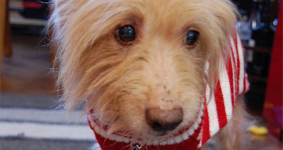 Elderly dog finds new home after losing 24 teeth