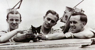 Royal Navy pays tribute to hero cat