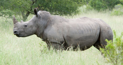 Race to save the white rhino