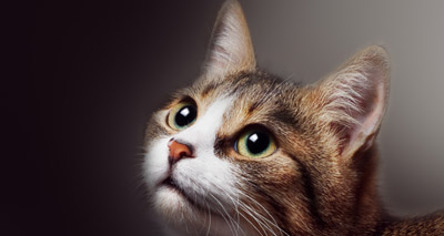 RVN develops pain assessment tool for cats