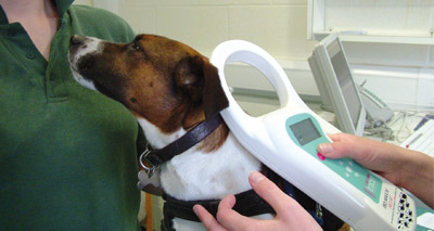 Dog licensing to change in Northern Ireland