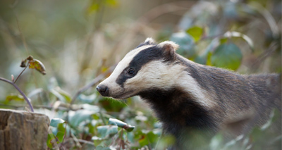 Over 4,000 badgers successfully vaccinated in Wales