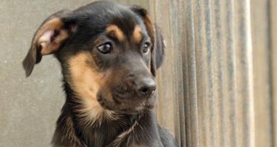 Dog breeding laws set to change in Wales