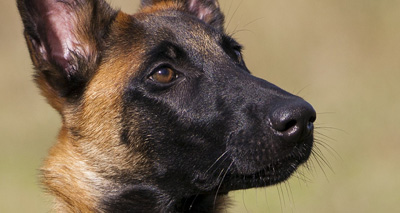 Dogs join the fight against poaching