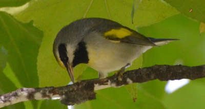 Birds evacuate nests ahead of tornado outbreak