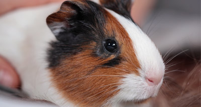 Guinea pigs linked to Strep infection