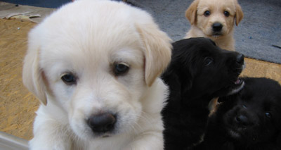 Paul O'Grady speaks out about puppy farms