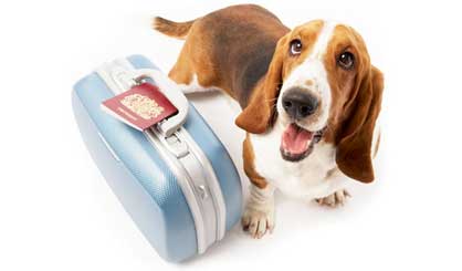 Pet travel rules change today