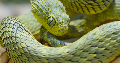 Scientists to develop universal anti-venom for snakebites