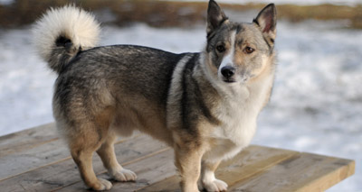 Mutated dog gene may help treat blindness
