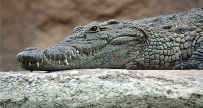 Researchers discover why crocodiles gallop