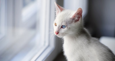 AHT seeks litters of white kittens