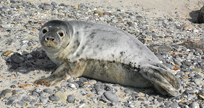 Campylobacter found in 50 per cent of seals