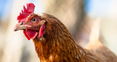 Superstar chickens prepare for the red carpet