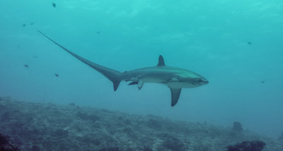 Biologists capture evidence of rare shark giving birth