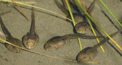 New frog species gives birth to tadpoles