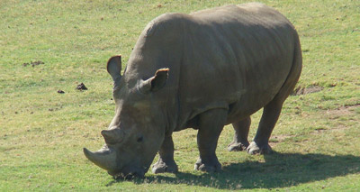 Will IVF save the northern white rhino?