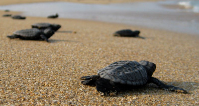 Study reveals mystery behind returning sea turtles