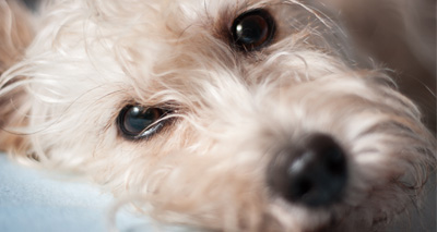 Dogs 'improve wellbeing of cancer patients'