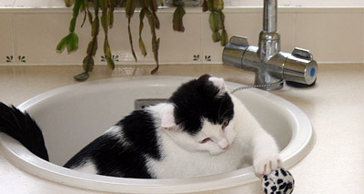 Battersea announce their new Puur Minister