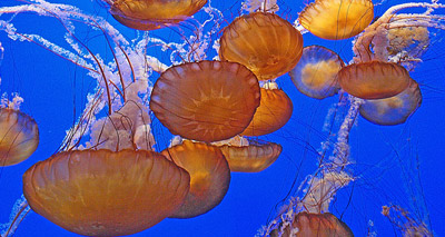 Jellyfish detect direction of ocean currents