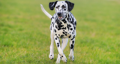 New health programme approved for dalmations