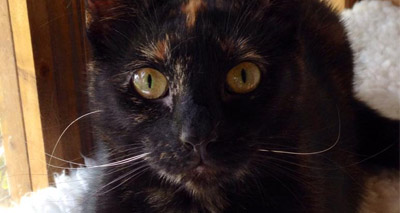Reformed 'ASBO cat' seeks loving home