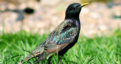 Farm Bird Count: Early results 'remarkable'