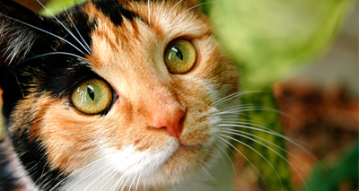 Four in 10 vets see cats with airgun injuries