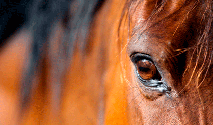 Equine organisations launch Manifesto for Horses