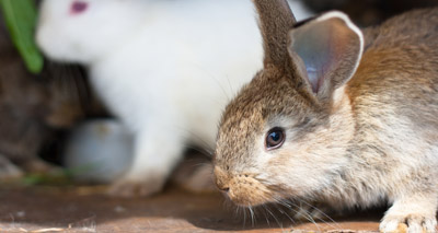 Rabbit welfare survey highlights concerns